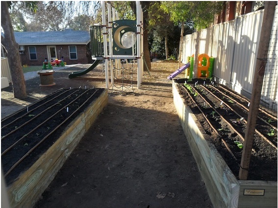 Anglicare vegetable garden for kids